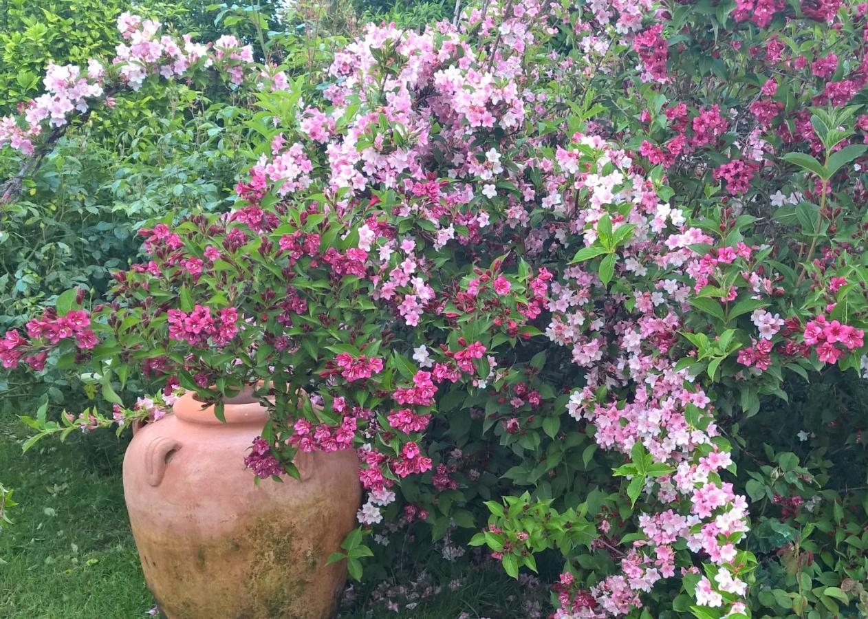 B&B Villa Giardini Susanna Gattico ภายนอก รูปภาพ