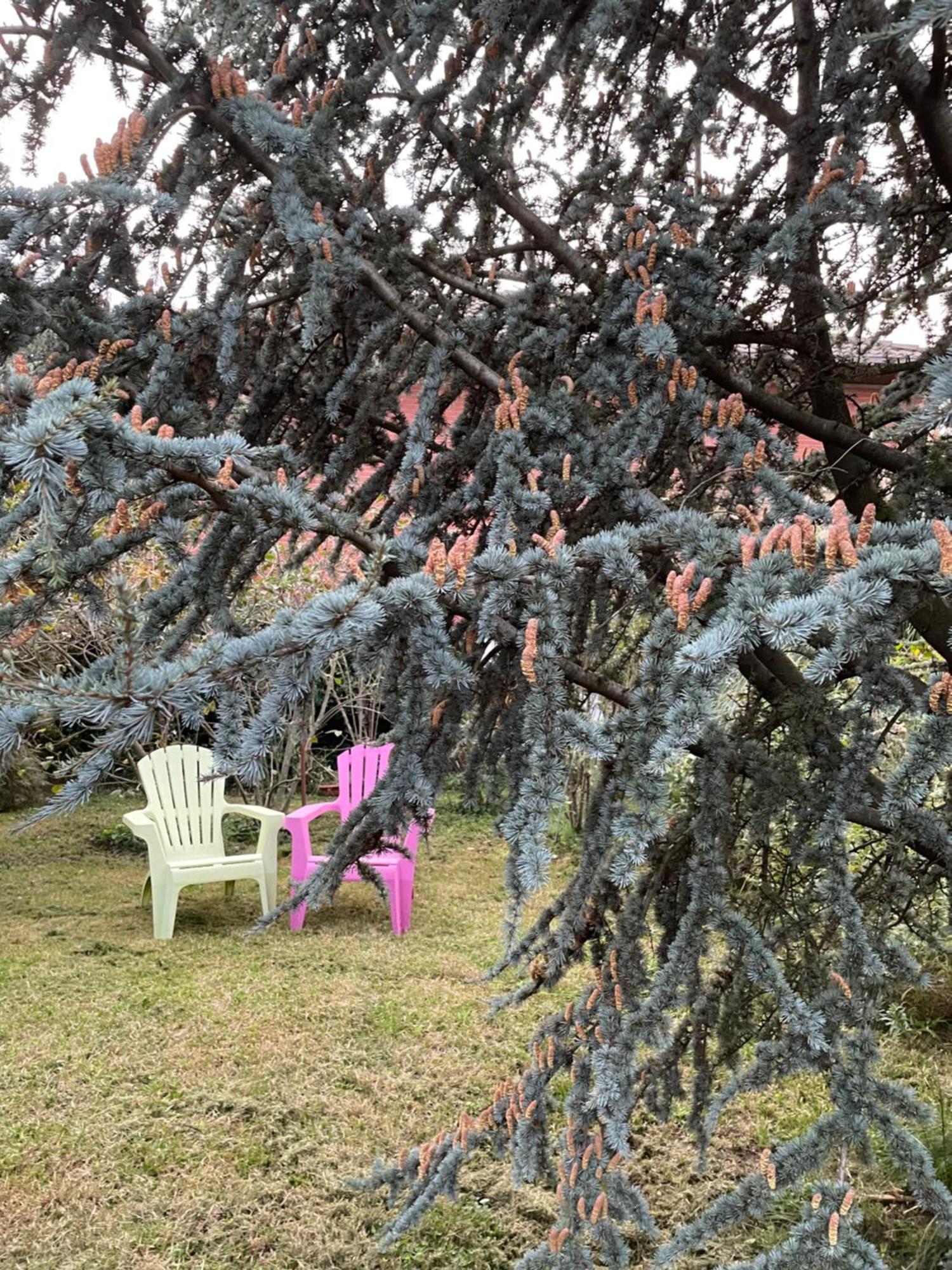 B&B Villa Giardini Susanna Gattico ภายนอก รูปภาพ
