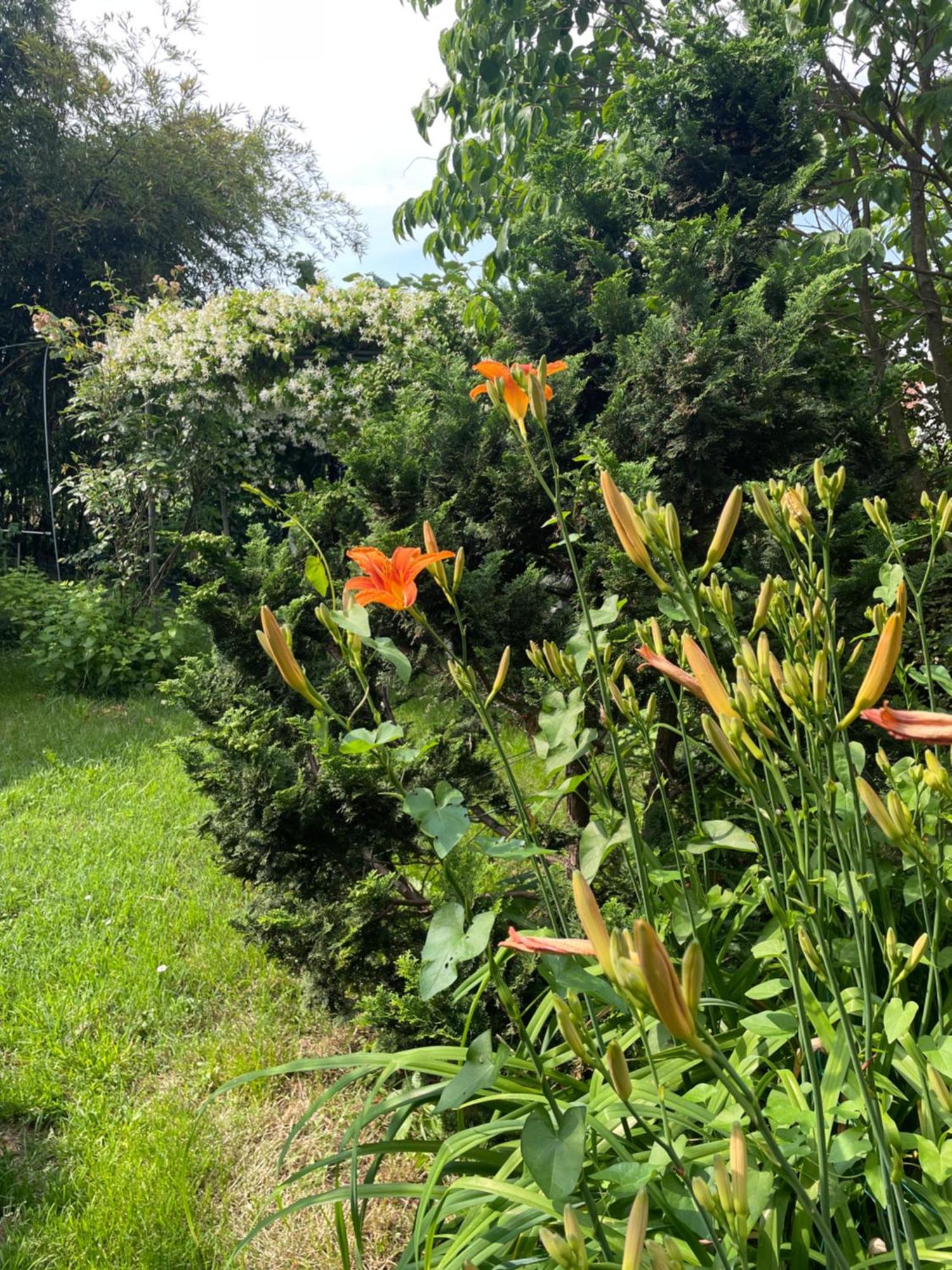 B&B Villa Giardini Susanna Gattico ภายนอก รูปภาพ