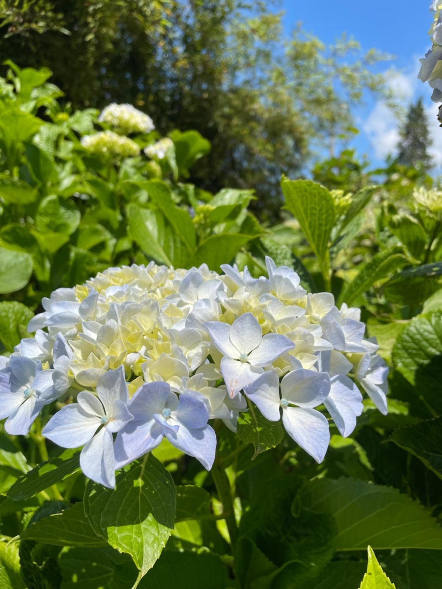 B&B Villa Giardini Susanna Gattico ภายนอก รูปภาพ